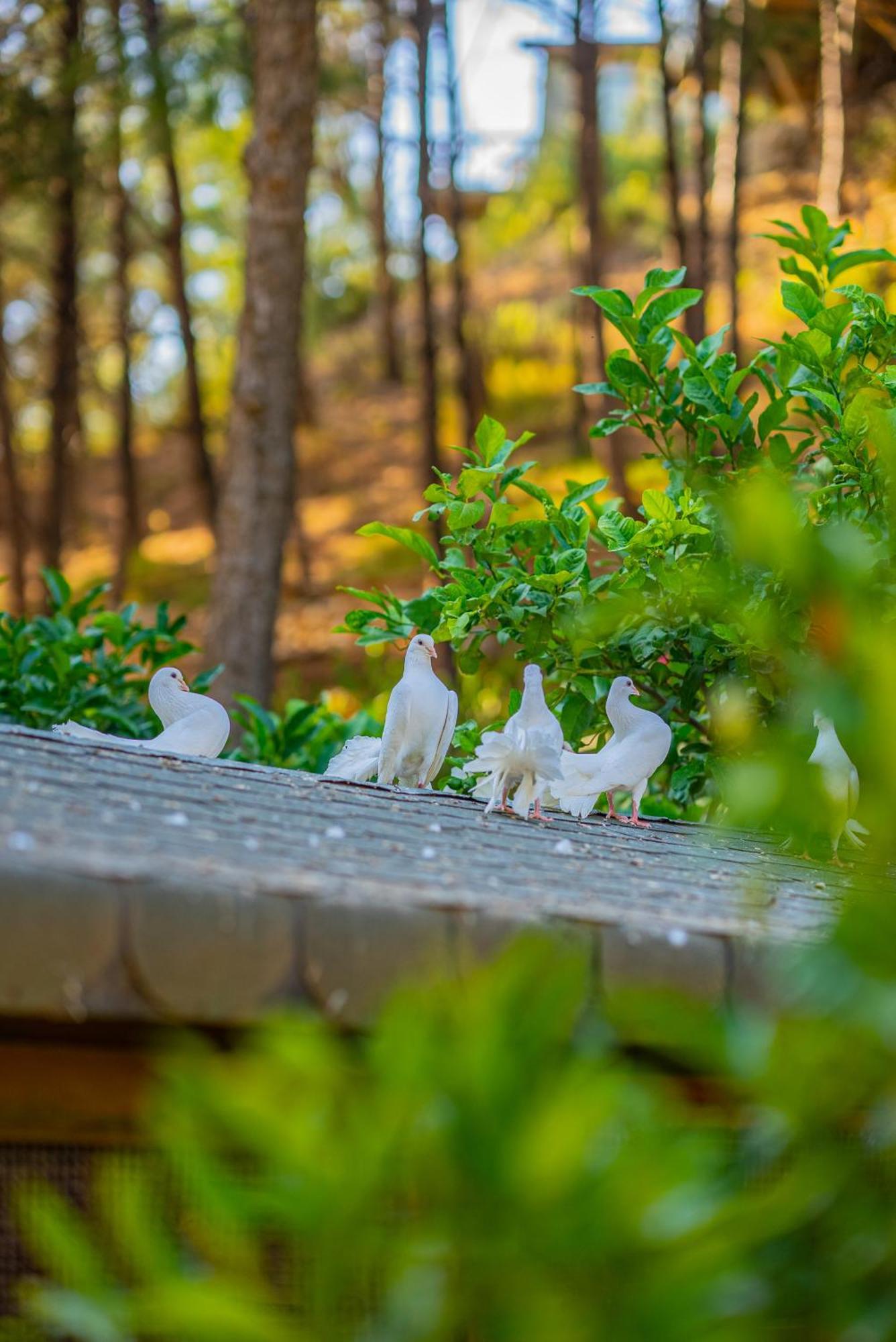 Kairos Valley Health & Nature Resort Датча Екстер'єр фото